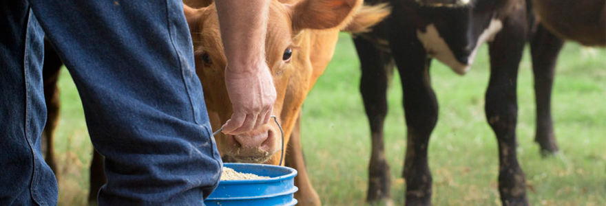 élevages de ruminants