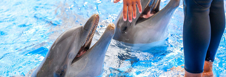 Rencontrer les animaux marins à Marineland